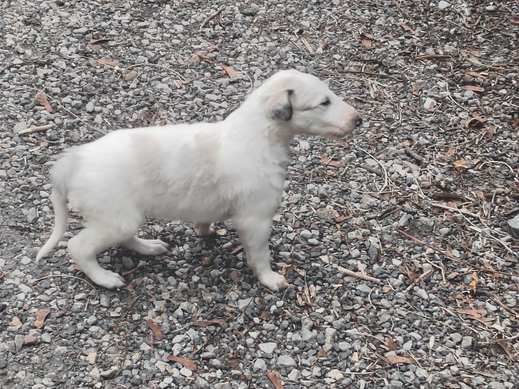 Du grand fresnoy - Chiots disponibles - Barzoi