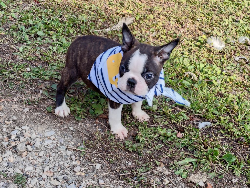 Du grand fresnoy - Chiots disponibles - Boston Terrier