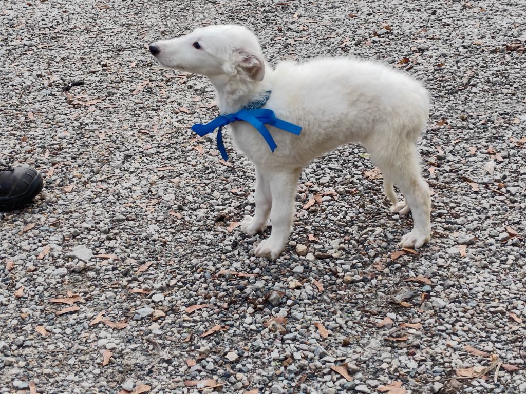 Du grand fresnoy - Chiots disponibles - Barzoi