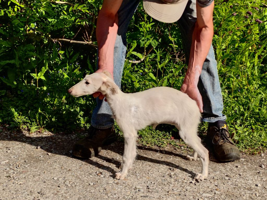 Du grand fresnoy - Chiots disponibles - Barzoi
