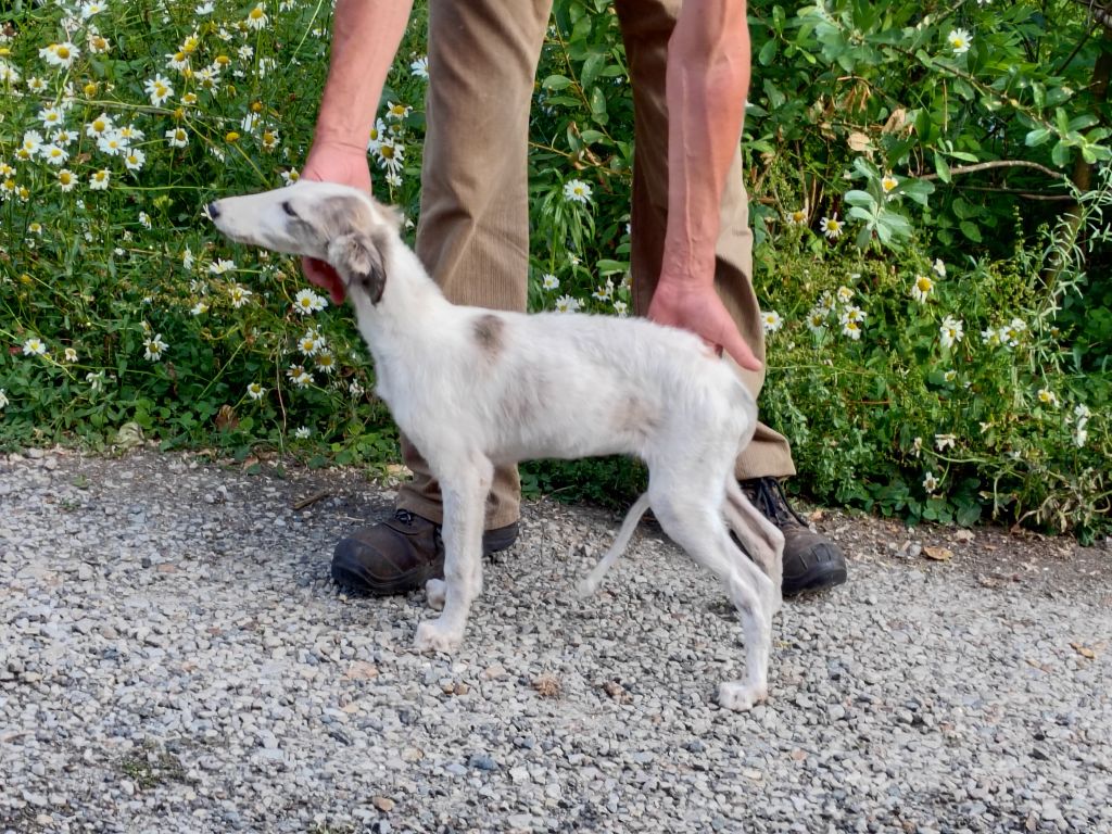 Du grand fresnoy - Chiots disponibles - Barzoi