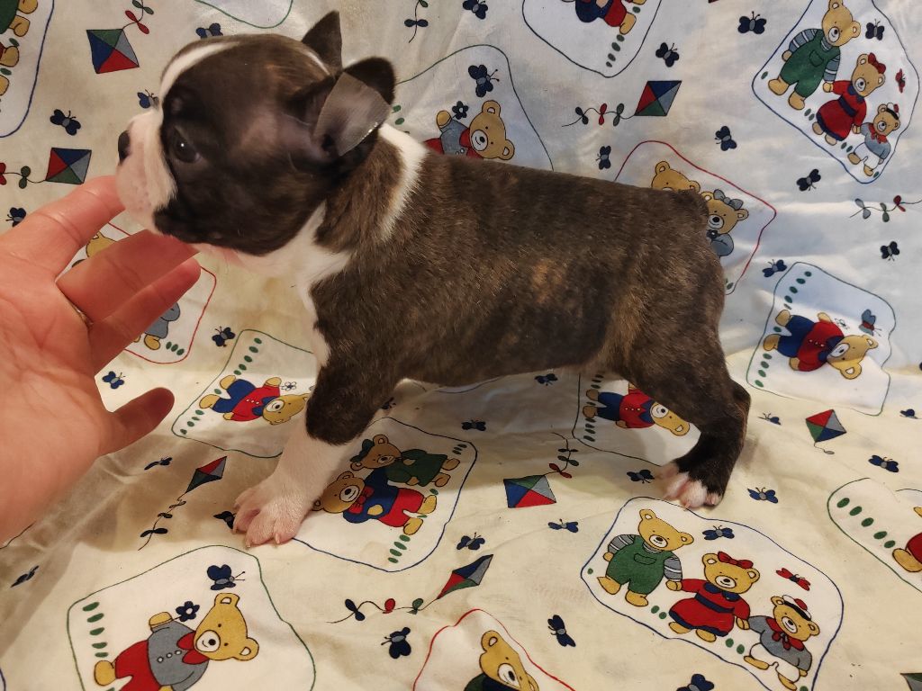 Du grand fresnoy - Chiots disponibles - Boston Terrier