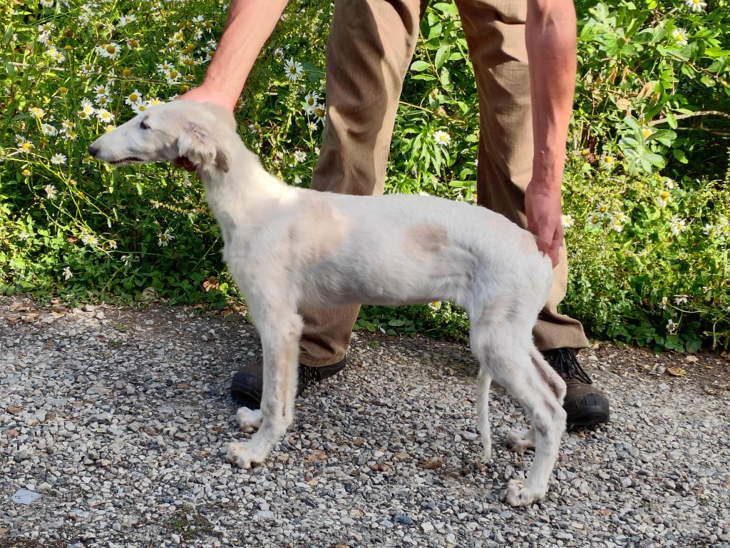 Du grand fresnoy - Chiots disponibles - Barzoi