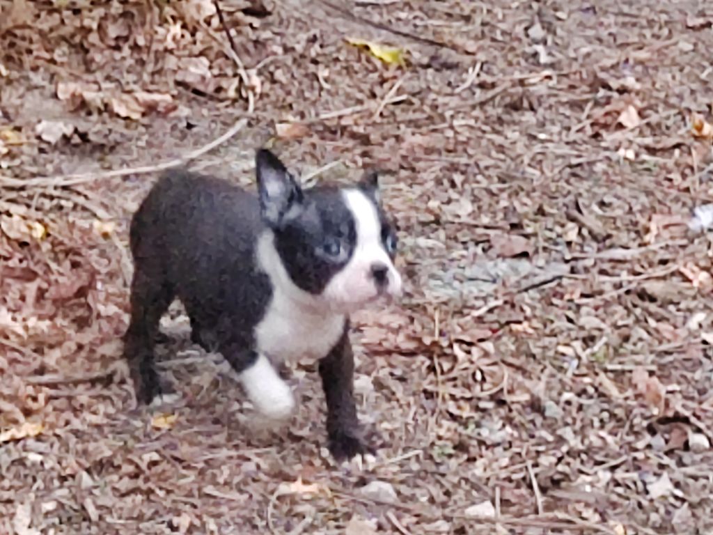 Du grand fresnoy - Chiots disponibles - Boston Terrier