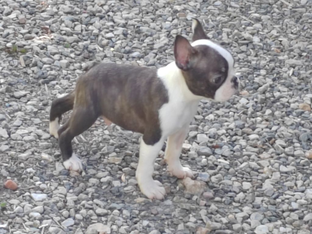 Du grand fresnoy - Chiots disponibles - Boston Terrier