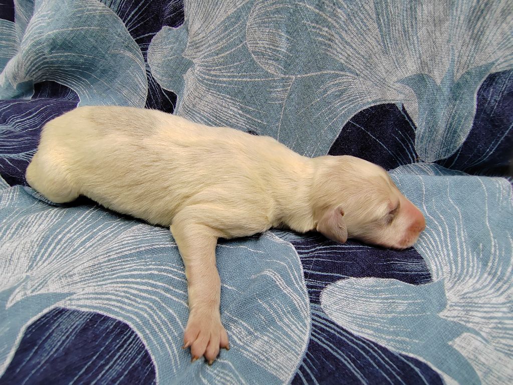 Du grand fresnoy - Chiots disponibles - Barzoi