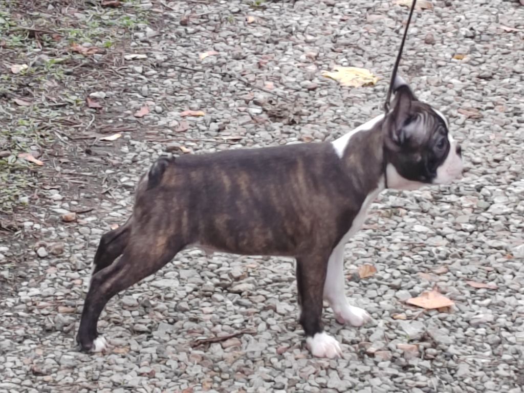 Du grand fresnoy - Chiots disponibles - Boston Terrier