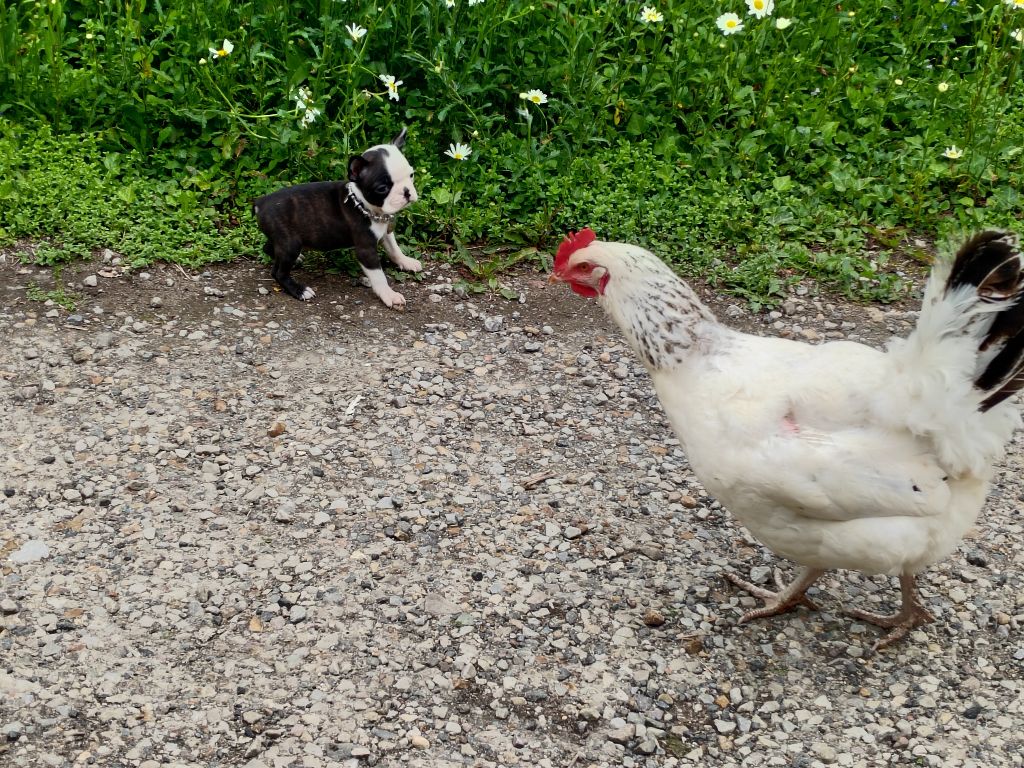 Du grand fresnoy - Chiots disponibles - Boston Terrier