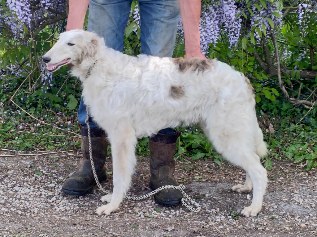 Du grand fresnoy - Chiots disponibles - Barzoi