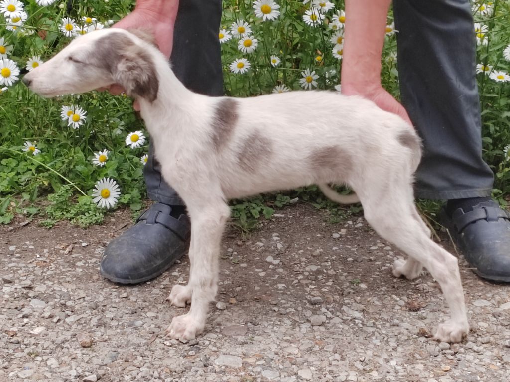 Du grand fresnoy - Chiots disponibles - Barzoi