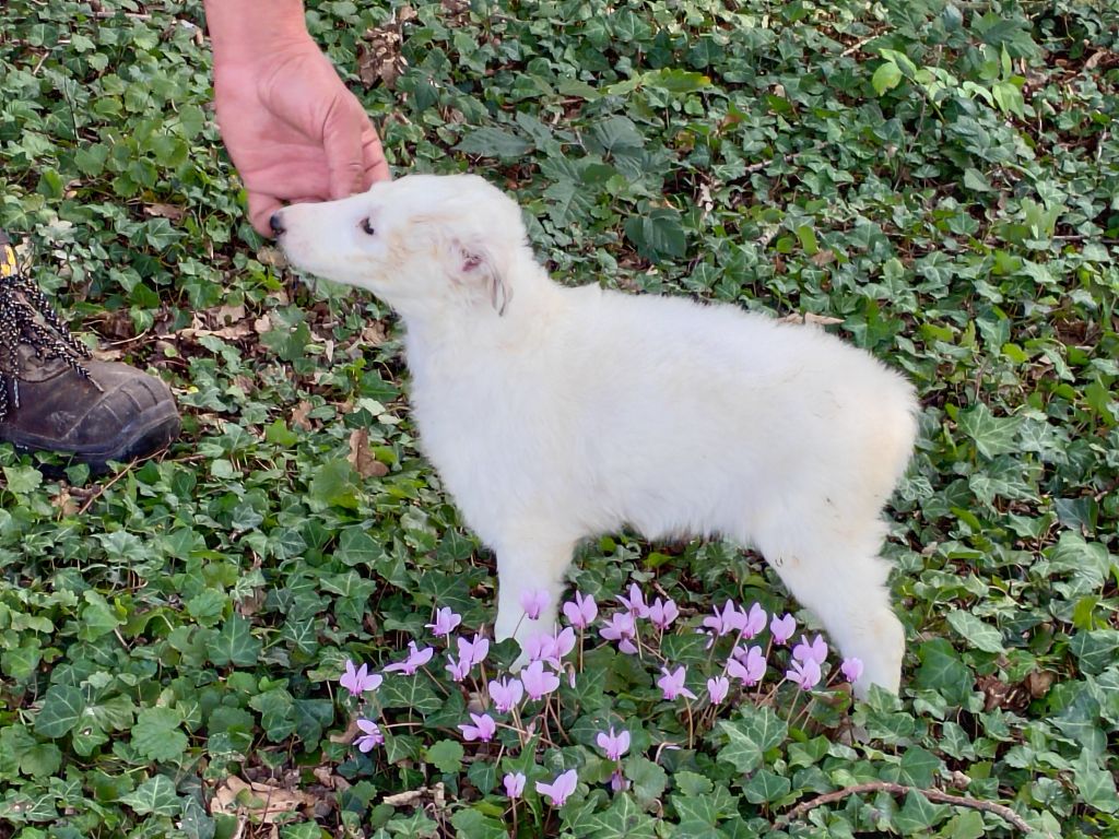 Du grand fresnoy - Chiots disponibles - Barzoi