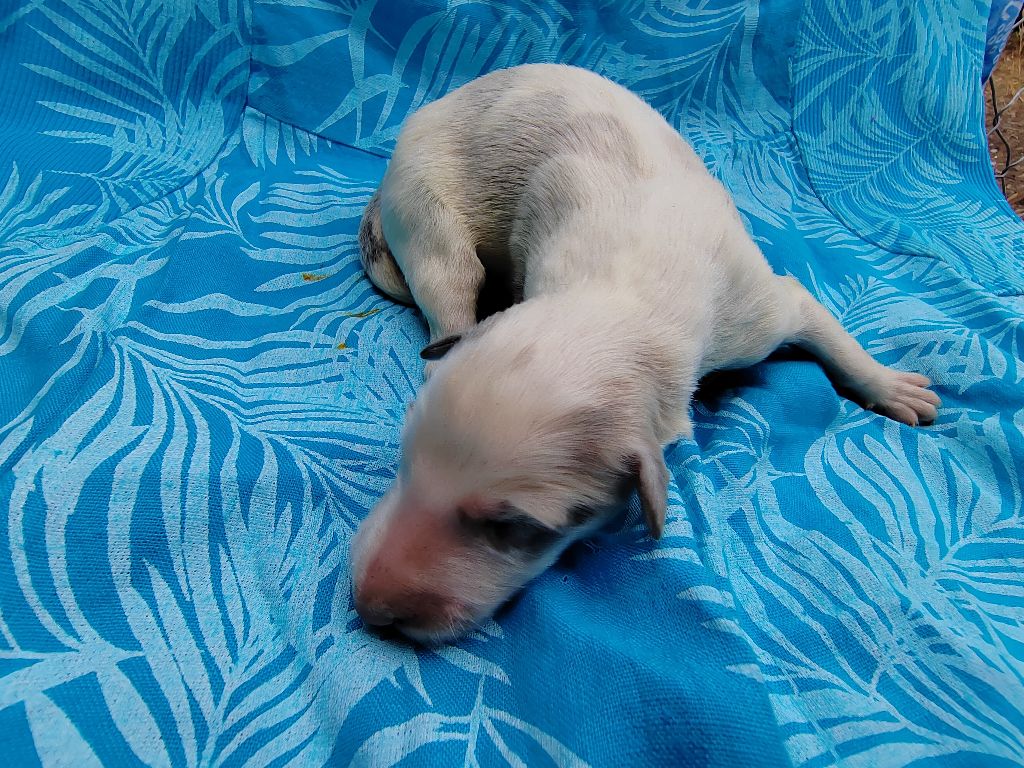Du grand fresnoy - Chiots disponibles - Barzoi