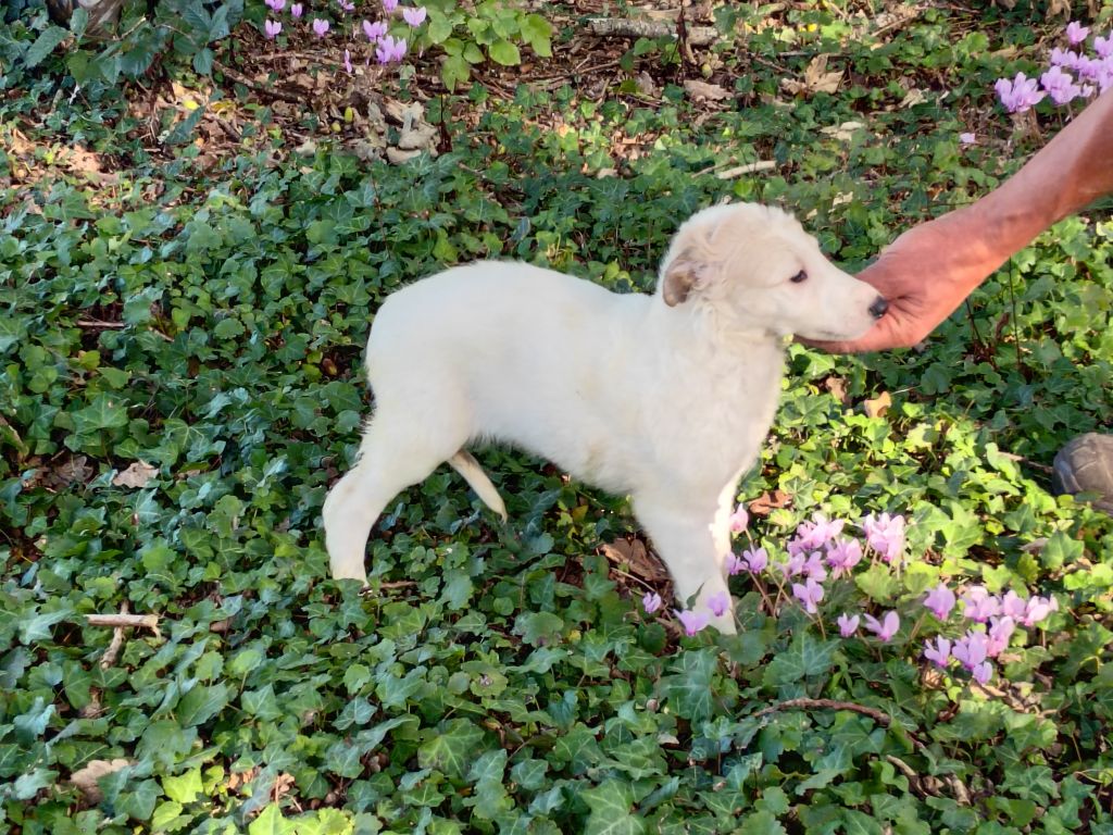 Du grand fresnoy - Chiots disponibles - Barzoi