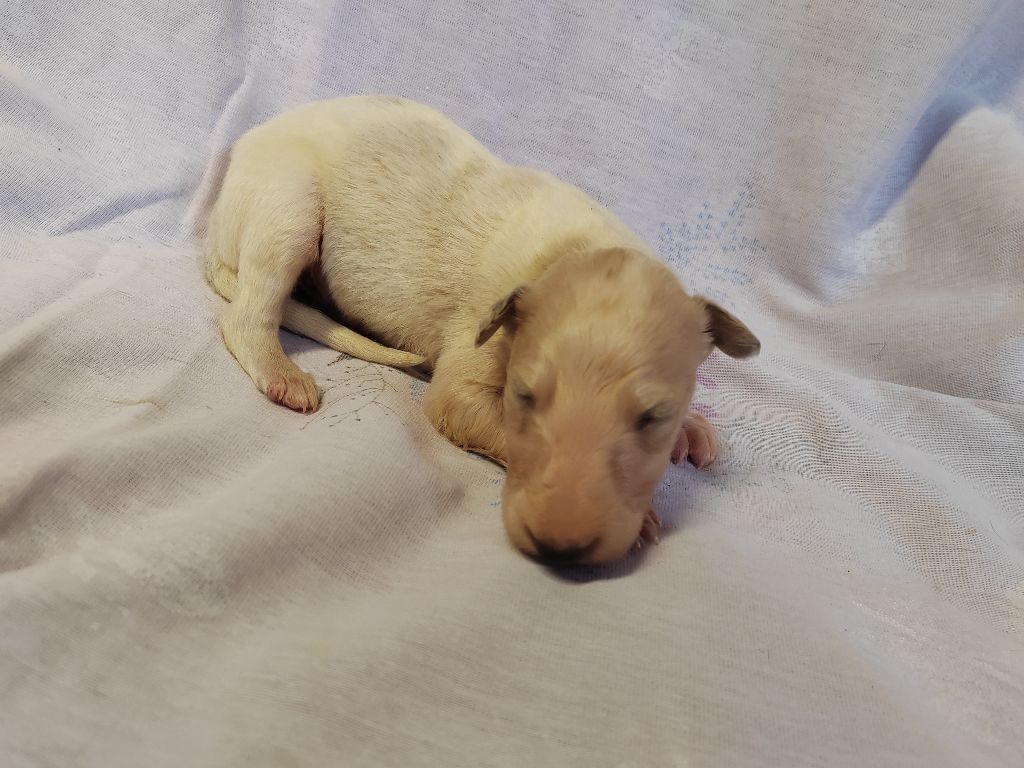 Du grand fresnoy - Chiots disponibles - Barzoi