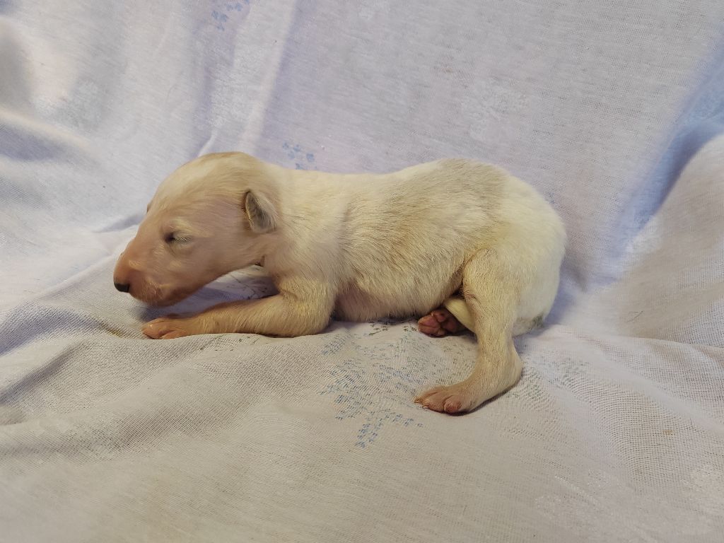 Du grand fresnoy - Chiots disponibles - Barzoi