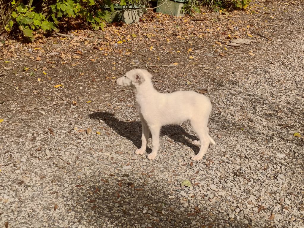 Du grand fresnoy - Chiots disponibles - Barzoi