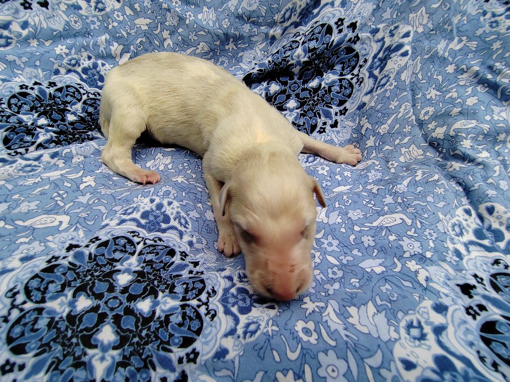 Du grand fresnoy - Chiots disponibles - Barzoi