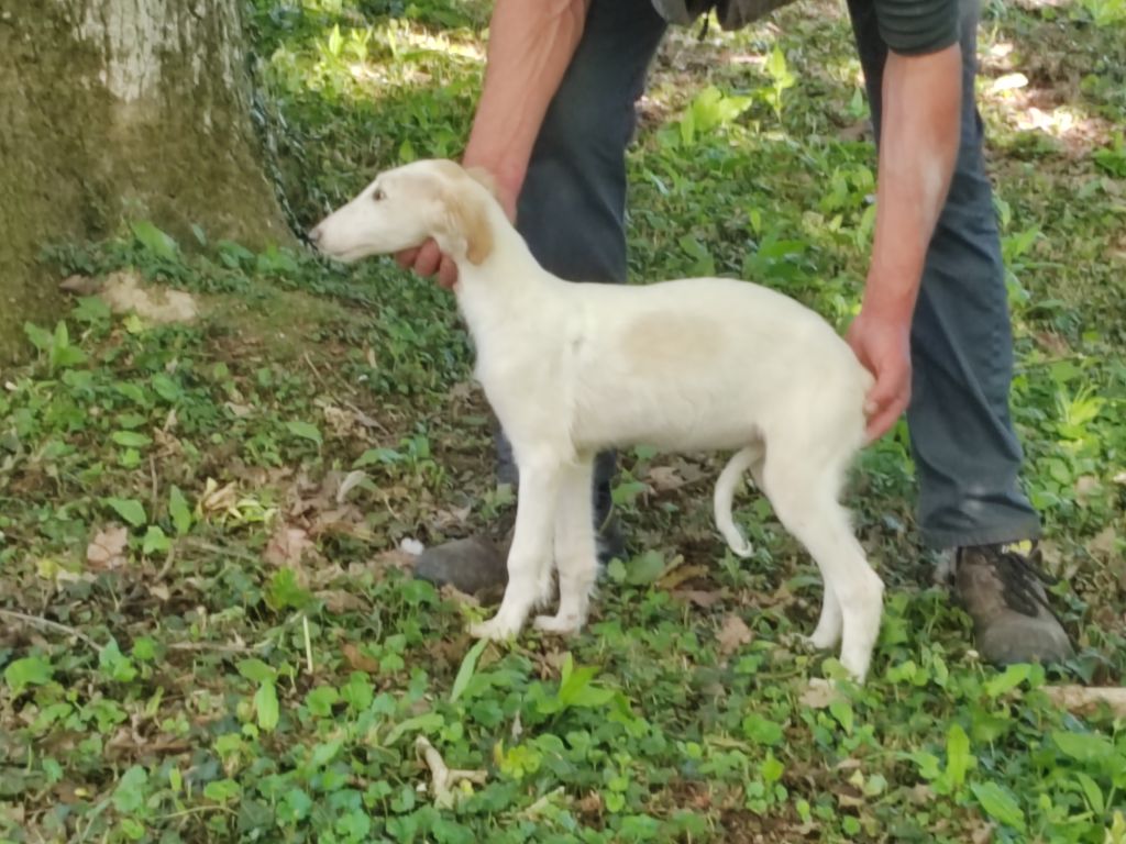 Du grand fresnoy - Chiots disponibles - Barzoi