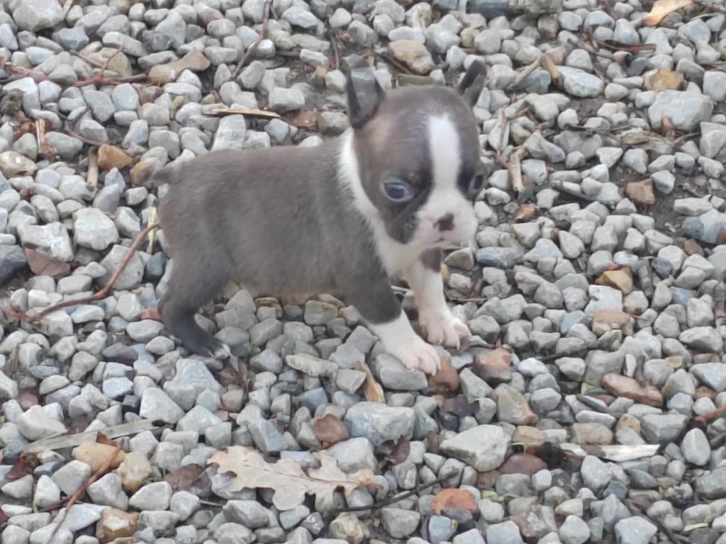 Du grand fresnoy - Chiots disponibles - Boston Terrier