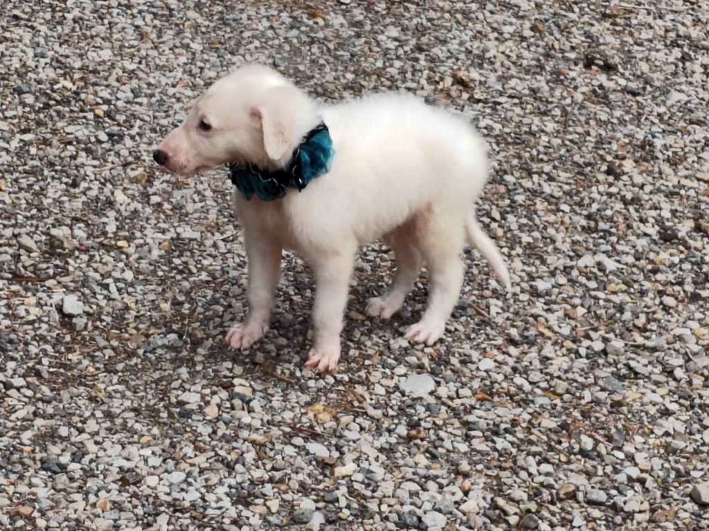 Du grand fresnoy - Chiots disponibles - Barzoi