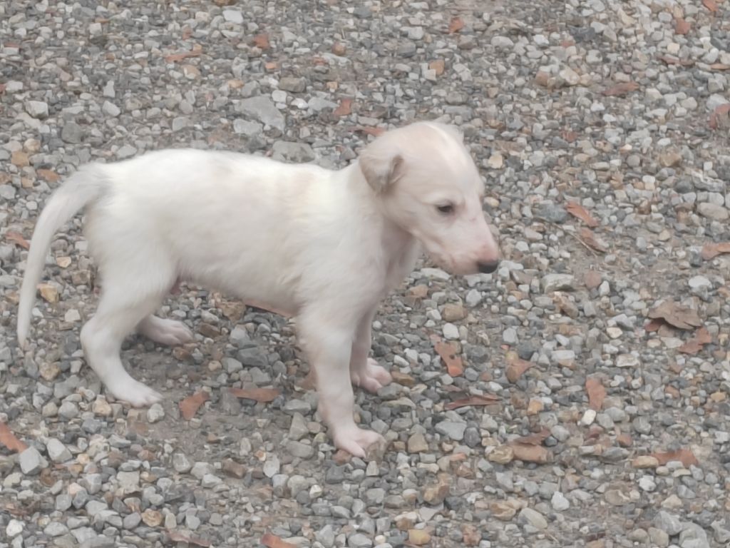 Du grand fresnoy - Chiots disponibles - Barzoi