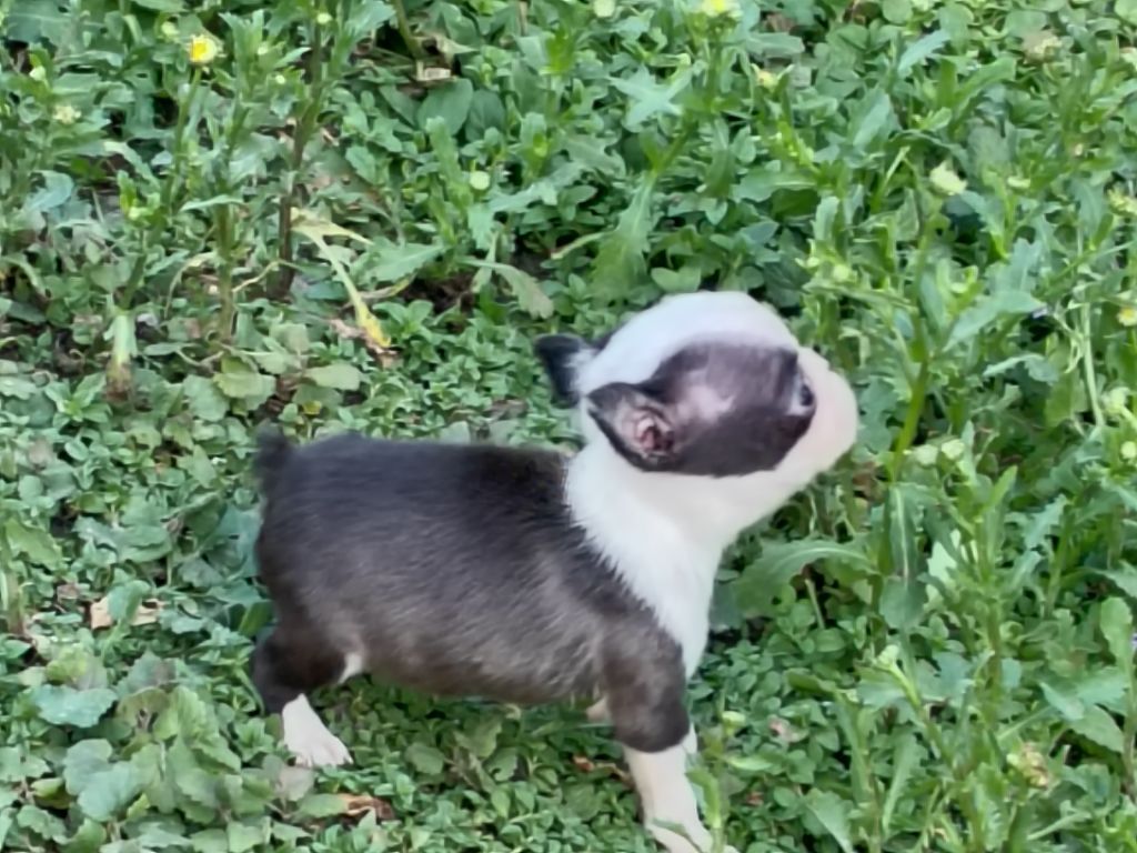 Du grand fresnoy - Chiots disponibles - Boston Terrier