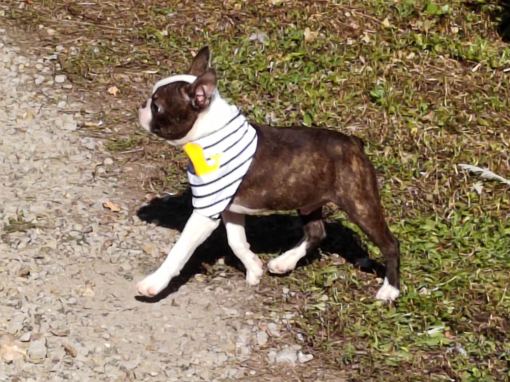 Du grand fresnoy - Chiots disponibles - Boston Terrier