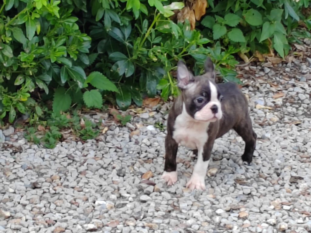 Du grand fresnoy - Chiots disponibles - Boston Terrier
