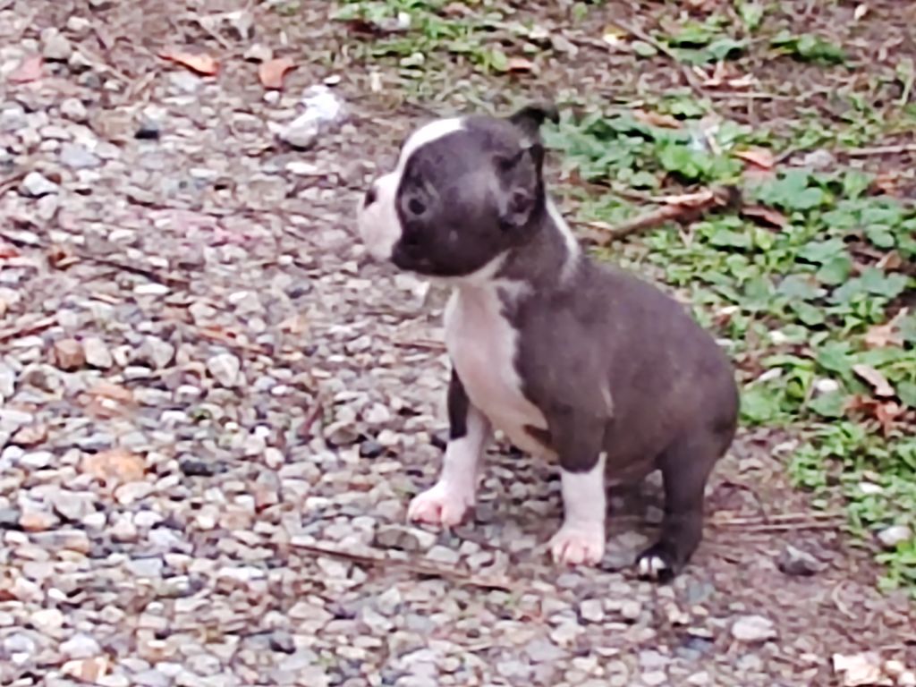 Du grand fresnoy - Chiots disponibles - Boston Terrier