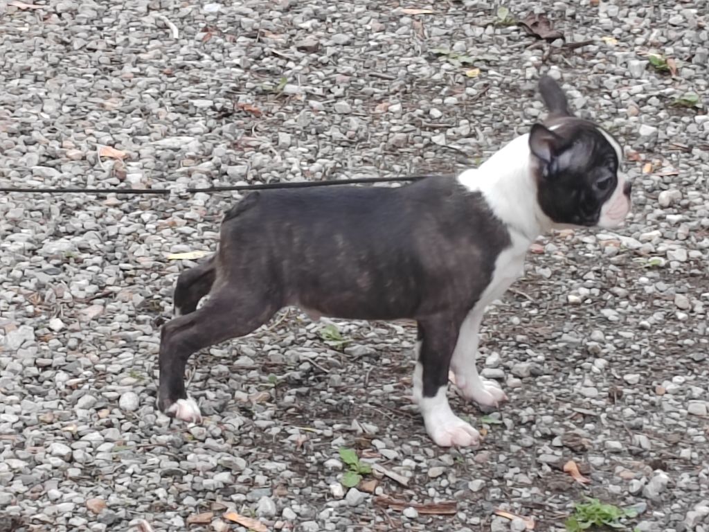 Du grand fresnoy - Chiots disponibles - Boston Terrier
