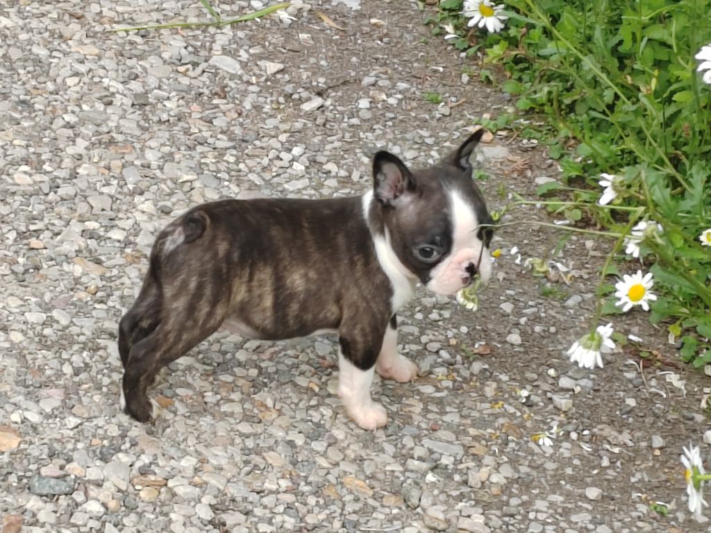Du grand fresnoy - Chiots disponibles - Boston Terrier