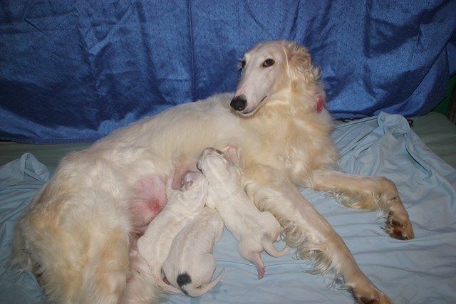 Chiot Barzoi Du grand fresnoy