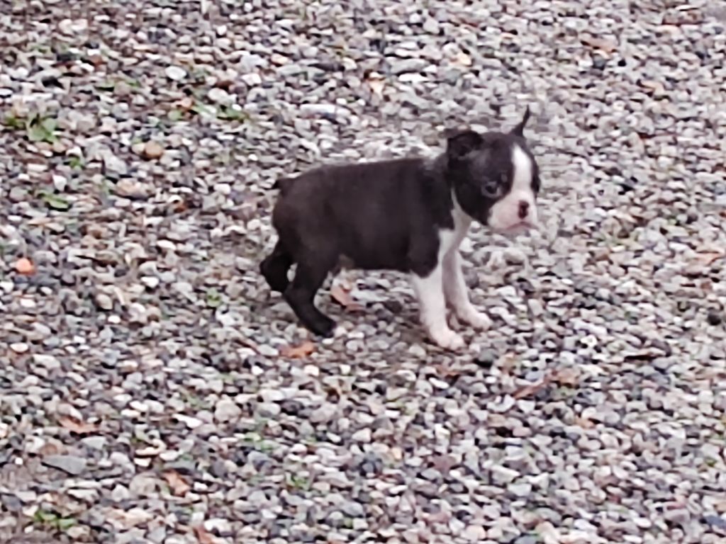 Du grand fresnoy - Chiots disponibles - Boston Terrier