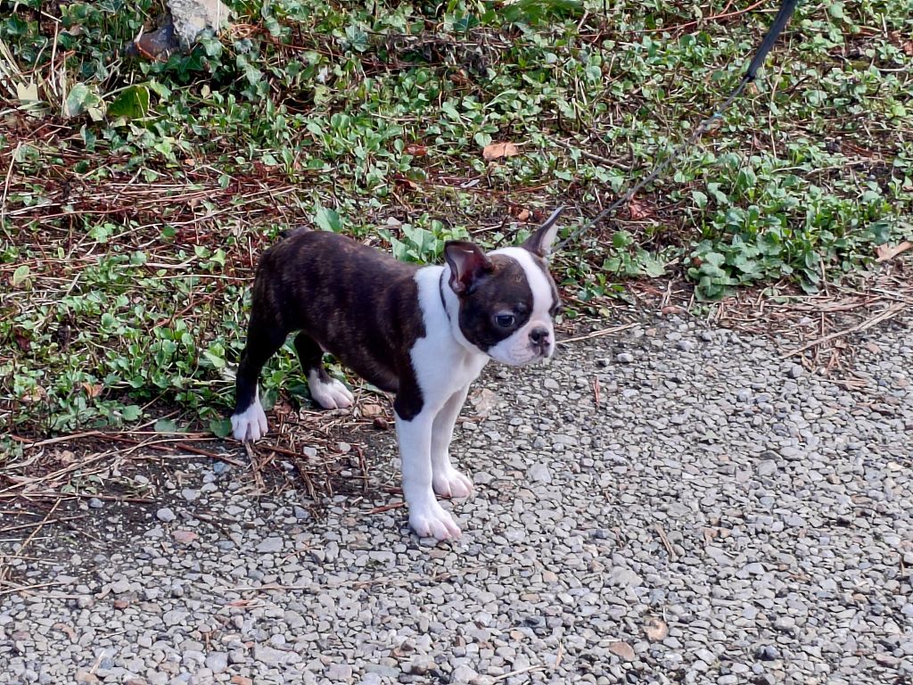 Du grand fresnoy - Chiots disponibles - Boston Terrier