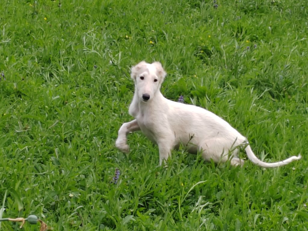 Du grand fresnoy - Chiots disponibles - Barzoi