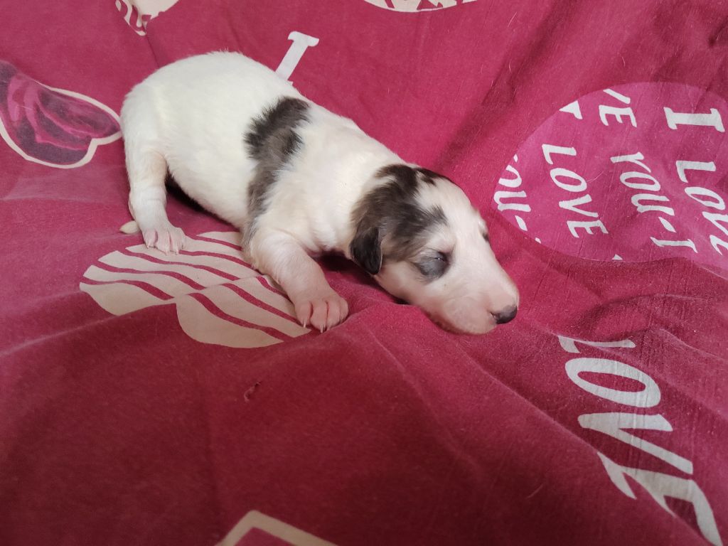Du grand fresnoy - Chiots disponibles - Barzoi