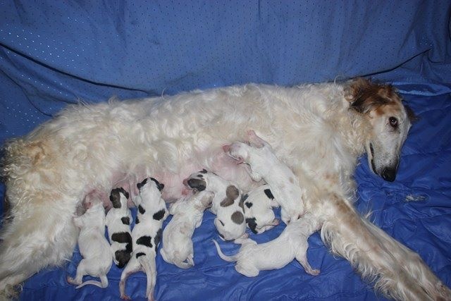 Chiot Barzoi Du grand fresnoy