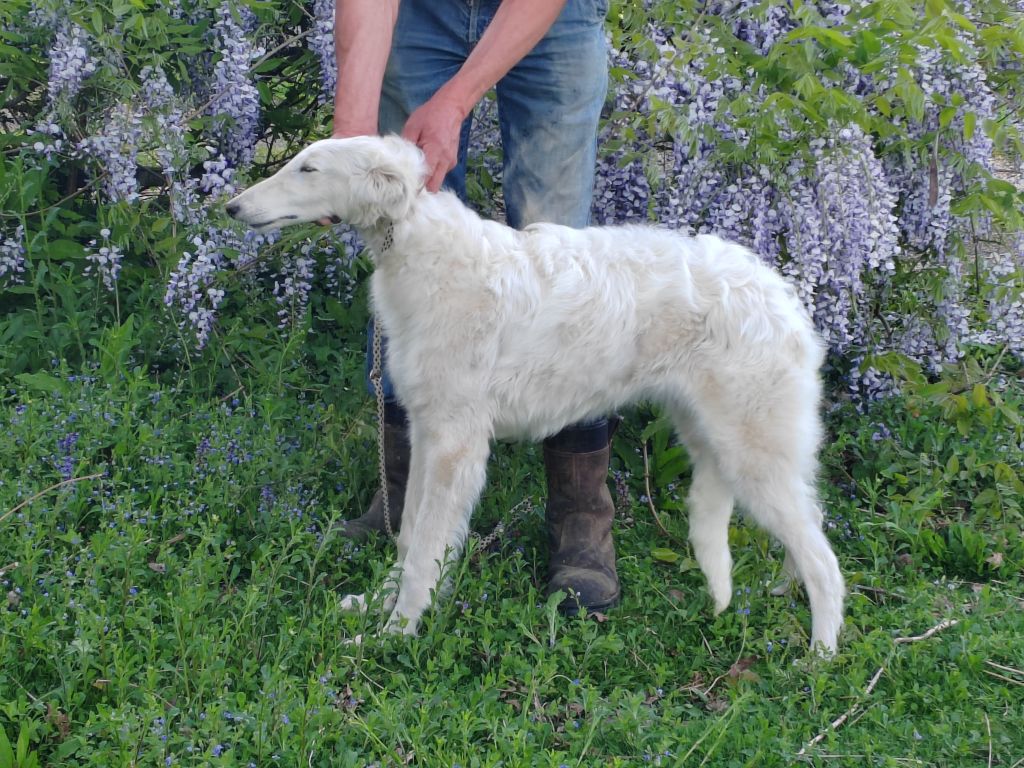 Du grand fresnoy - Chiots disponibles - Barzoi