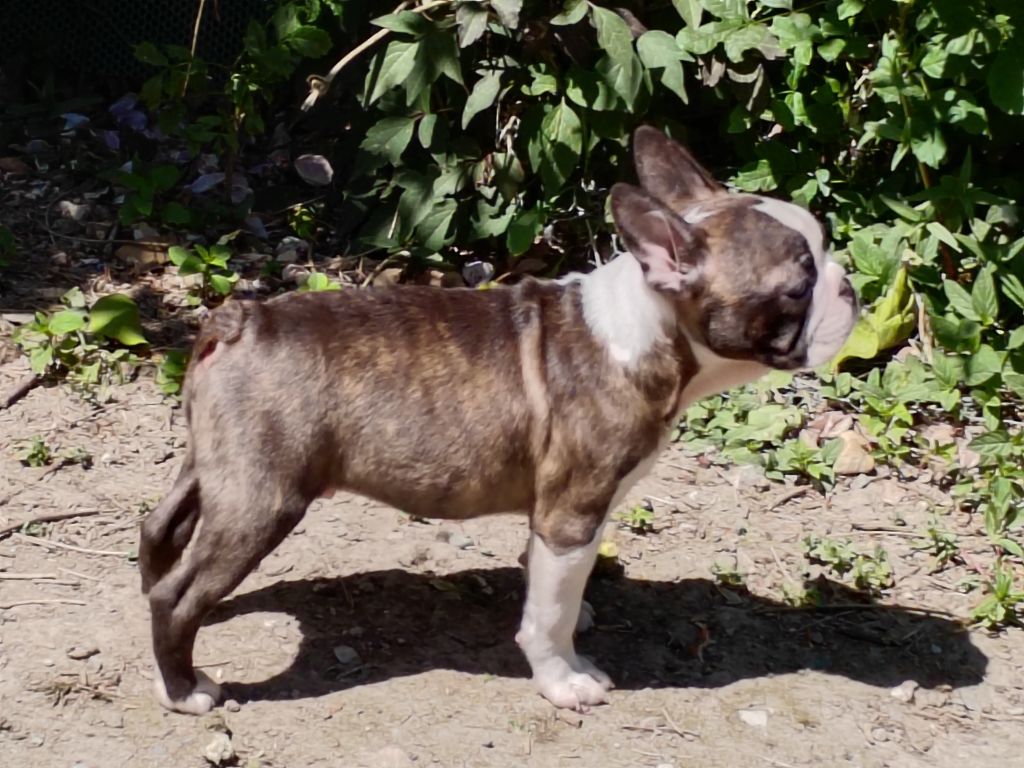 Du grand fresnoy - Chiots disponibles - Boston Terrier