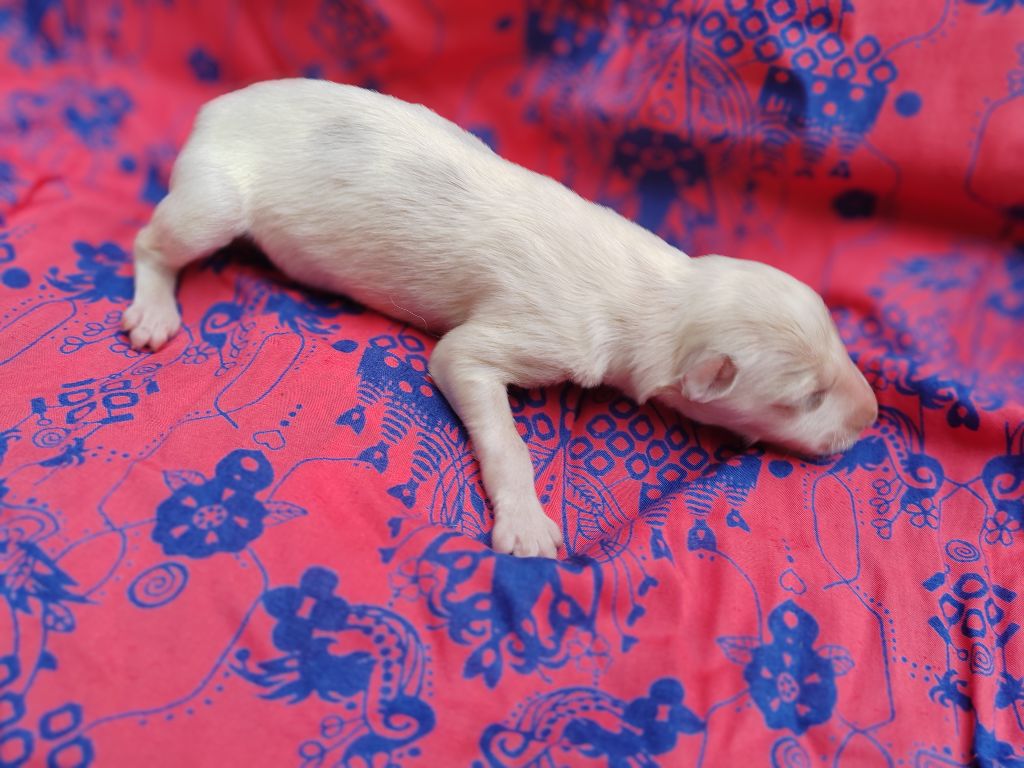 Du grand fresnoy - Chiots disponibles - Barzoi