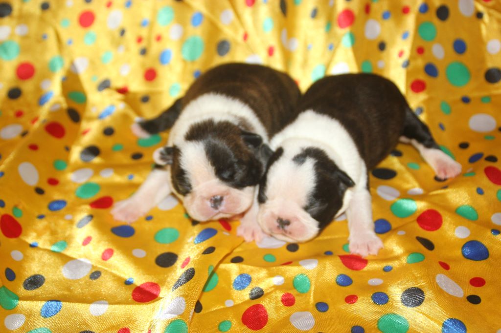 Chiot Boston Terrier Du grand fresnoy