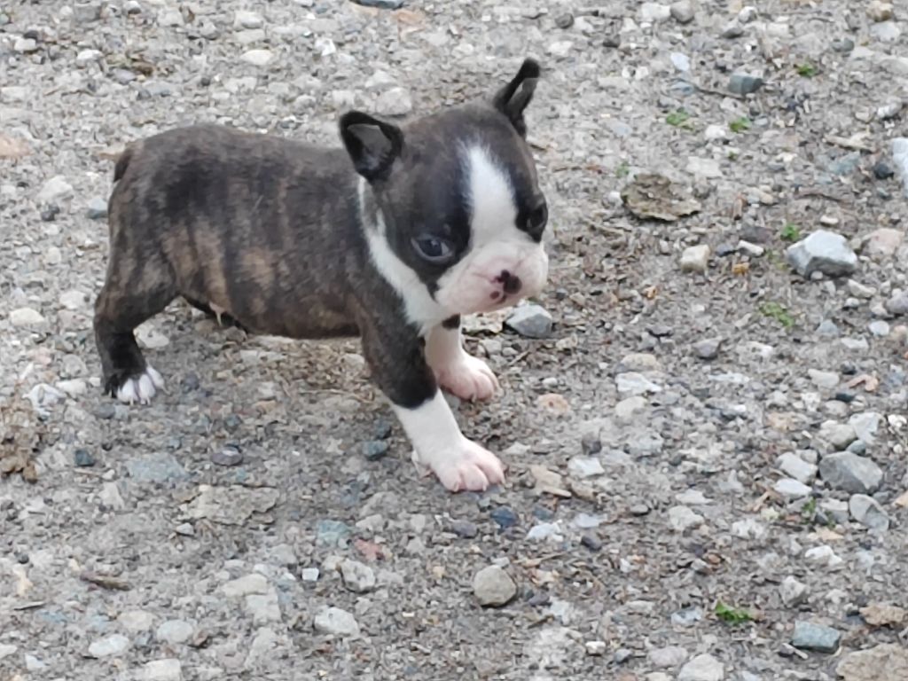 Du grand fresnoy - Chiots disponibles - Boston Terrier