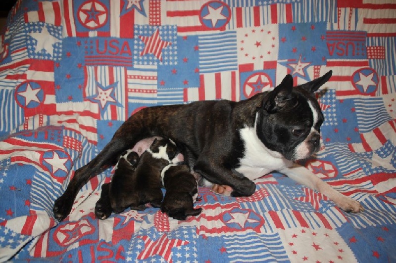 Chiot Boston Terrier Du grand fresnoy