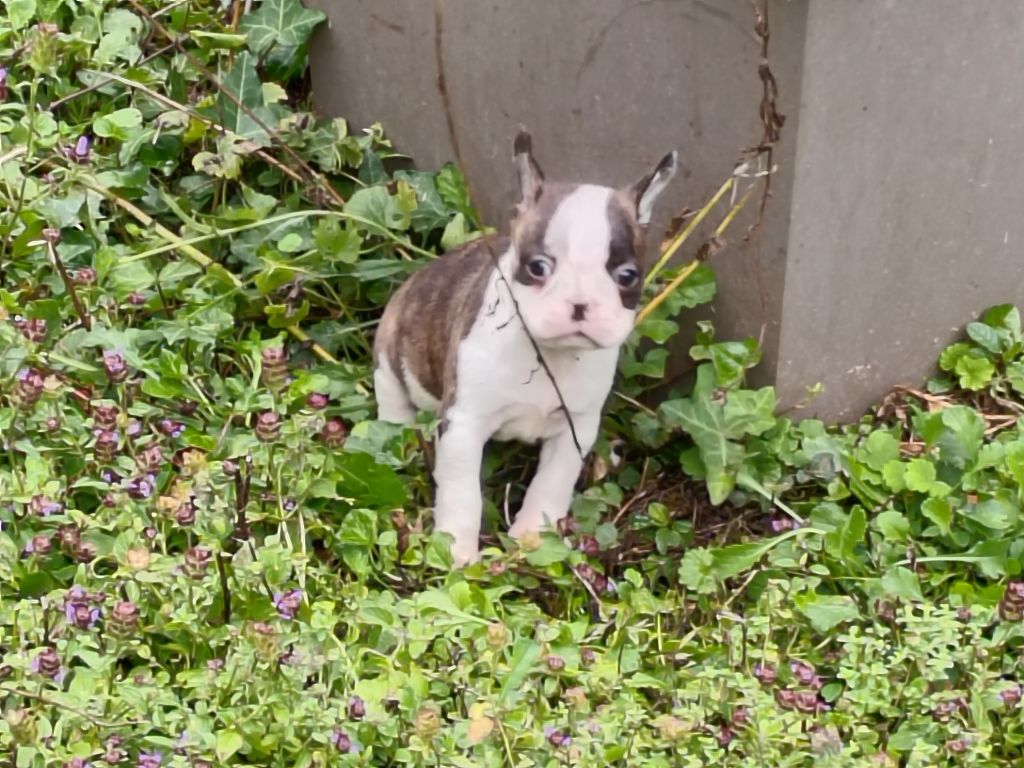 Du grand fresnoy - Chiots disponibles - Boston Terrier