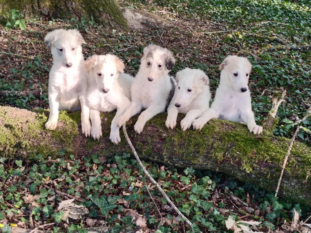 Chiot Barzoi Du grand fresnoy
