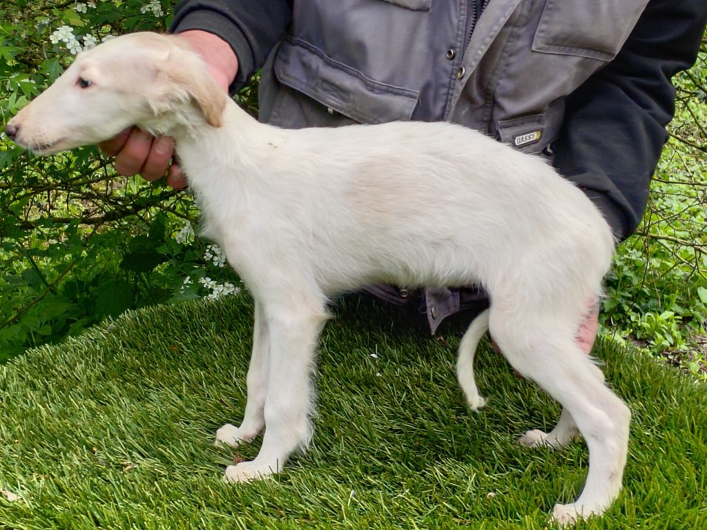 Du grand fresnoy - Chiots disponibles - Barzoi