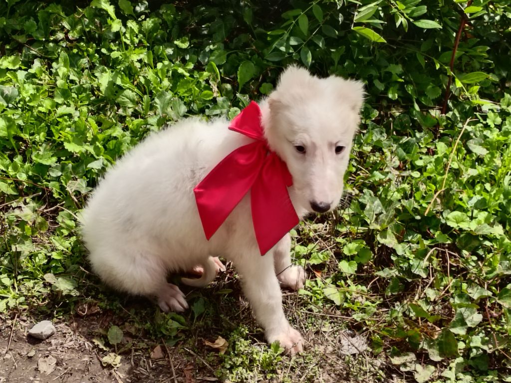 Du grand fresnoy - Chiots disponibles - Barzoi