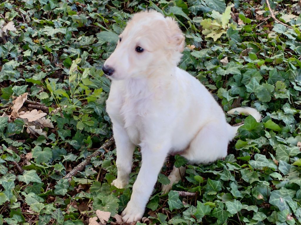 Du grand fresnoy - Chiots disponibles - Barzoi