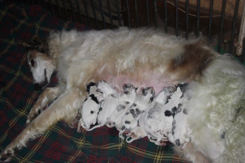Chiot Barzoi Du grand fresnoy