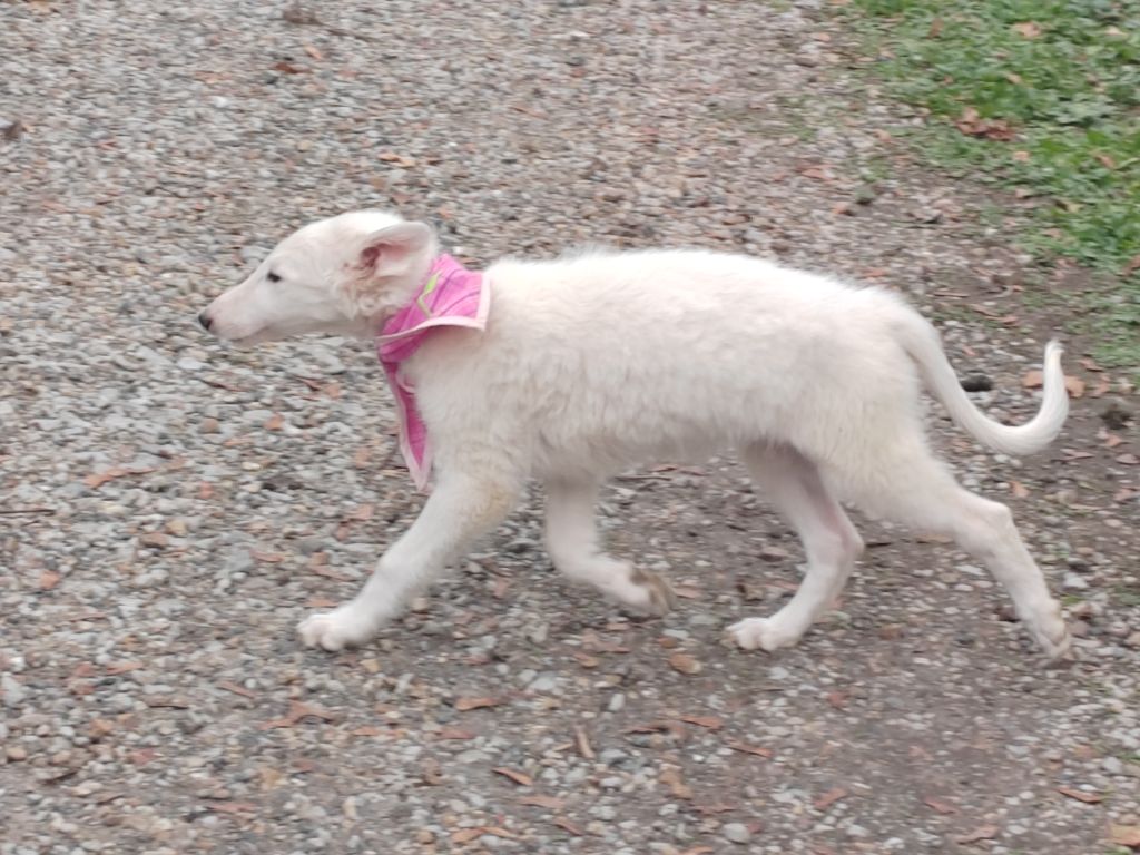 Du grand fresnoy - Chiots disponibles - Barzoi